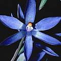 Thelymitra macrophylla, Ron Heberle [Shift+click to enlarge, Click to go to wiki entry]