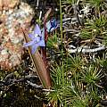 Thelymitra pauciflora, Albany, Bob Rutemoeller