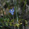 Thelymitra pauciflora, Albany, Mary Sue Ittner
