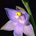 Thelymitra pauciflora, Ron Heberle [Shift+click to enlarge, Click to go to wiki entry]