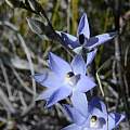 Thelymitra petrophila, ladyrobyn, iNaturalist, CC BY-NC [Shift+click to enlarge, Click to go to wiki entry]