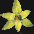 Thelymitra psammophila, Ron Heberle [Shift+click to enlarge, Click to go to wiki entry]