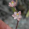 Thelymitra rubra, Bob Rutemoeller [Shift+click to enlarge, Click to go to wiki entry]