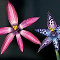 Thelymitra spiralis, Ron Heberle [Shift+click to enlarge, Click to go to wiki entry]