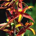 Thelymitra stellata, Ron Heberle [Shift+click to enlarge, Click to go to wiki entry]