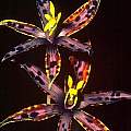 Thelymitra variegata, Ron Heberle