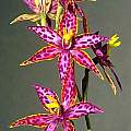 Thelymitra variegata, Ron Heberle