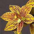 Thelymitra villosa, Ron Heberle [Shift+click to enlarge, Click to go to wiki entry]