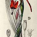 Tigridia flammea, Illustration [Shift+click to enlarge, Click to go to wiki entry]