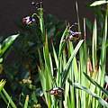 Tigridia hallbergii ssp. hallbergii, Nhu Nguyen