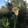 Tigridia hallbergii ssp. lloydii, Michael Hughes