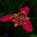Tigridia pavonia, red color variant, Dennis Szeszko [Shift+click to enlarge, Click to go to wiki entry]