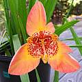 Tigridia pavonia seedling from 'Sunset in Oz', September, Mary Sue Ittner