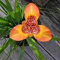 Tigridia pavonia seedling from 'Sunset in Oz', October, Mary Sue Ittner