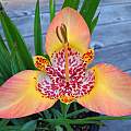 Tigridia pavonia seedling from 'Sunset in Oz', October, Mary Sue Ittner