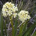 Toxicoscordion venenosum, Mary Sue Ittner
