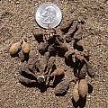 Trichopetalum plumosum tubers, Osmani Baullosa Trichopetalum plumosum tubers, Osmani Baullosa