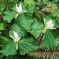 Trillium albidum, looking down on multiple stems, Dave Brastow [Shift+click to enlarge, Click to go to wiki entry]