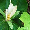 Trillium albidum, a close-up, showing the yellow anthers, Dave Brastow