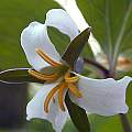 Trillium catesbaei, John Lonsdale [Shift+click to enlarge, Click to go to wiki entry]