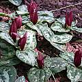 Trillium decumbens, John Lonsdale