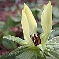 Trillium discolor, John Lonsdale [Shift+click to enlarge, Click to go to wiki entry]