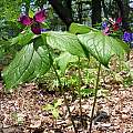Trillium erectum, John Lonsdale [Shift+click to enlarge, Click to go to wiki entry]