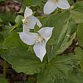 Trillium flexipes, John Lonsdale [Shift+click to enlarge, Click to go to wiki entry]