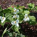 Trillium grandiflorum, photo by John Lonsdale [Shift+click to enlarge, Click to go to wiki entry]