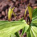 Trillium lancifolium, John Lonsdale [Shift+click to enlarge, Click to go to wiki entry]