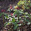 Trillium lancifolium, John Lonsdale