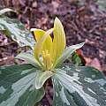Trillium luteum, Nhu Nguyen [Shift+click to enlarge, Click to go to wiki entry]