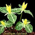 Trillium luteum, Bill Dijk