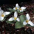 Trillium nivale, John Lonsdale [Shift+click to enlarge, Click to go to wiki entry]