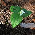 Trillium ovatum forma maculosum, Mary Sue Ittner [Shift+click to enlarge, Click to go to wiki entry]