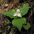 Trillium ovatum, Mary Sue Ittner [Shift+click to enlarge, Click to go to wiki entry]