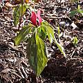 Trillium recurvatum, John Lonsdale [Shift+click to enlarge, Click to go to wiki entry]