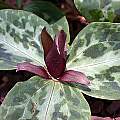 Trillium reliquum, John Lonsdale [Shift+click to enlarge, Click to go to wiki entry]
