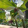 Trillium rugelii, John Lonsdale [Shift+click to enlarge, Click to go to wiki entry]