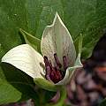 Trillium rugelii hybrid with Trillium vaseyi, John Lonsdale [Shift+click to enlarge, Click to go to wiki entry]