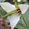 Trillium simile, John Lonsdale [Shift+click to enlarge, Click to go to wiki entry]