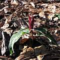 Trillium underwoodii photo in north Florida, by Alani Davis