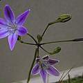 Triteleia bridgesii, Mary Sue Ittner Triteleia bridgesii, Mary Sue Ittner