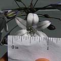 Triteleia clementina, Nhu Nguyen