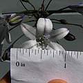 Triteleia clementina, Nhu Nguyen Triteleia clementina, Nhu Nguyen