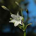 Triteleia clementina, Mary Sue Ittner [Shift+click to enlarge, Click to go to wiki entry]