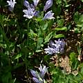 Triteleia crocea, Jeff Bisbee, Calflora, CC BY-NC