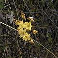 Triteleia crocea, Kern County, Mary Sue Ittner