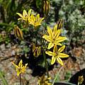 Triteleia dudleyi, Mary Sue Ittner Triteleia dudleyi, Mary Sue Ittner