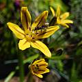 Triteleia dudleyi, Mary Sue Ittner [Shift+click to enlarge, Click to go to wiki entry]